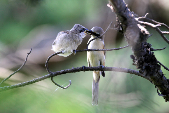 12일 강원 강릉시 경포 습지 주변의 숲에서 어미 노랑때까치가 둥지를 막 나온 새끼에게 먹이를 물어 나르느라 바쁘다. 연합뉴스
