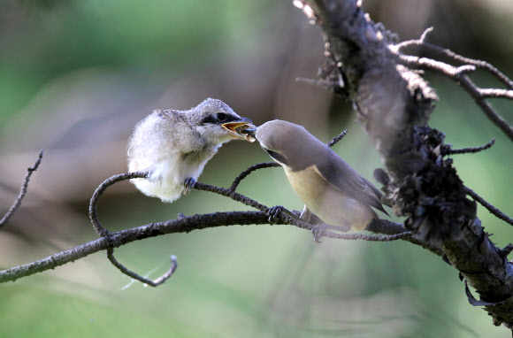 12일 강원 강릉시 경포 습지 주변의 숲에서 어미 노랑때까치가 둥지를 막 나온 새끼에게 먹이를 물어 나르느라 바쁘다. 연합뉴스