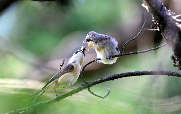 지극한 어미의 사랑