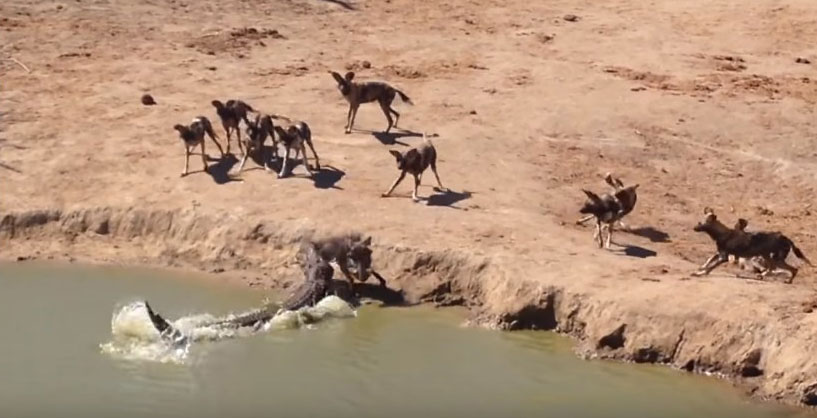 유튜브 영상 캡처