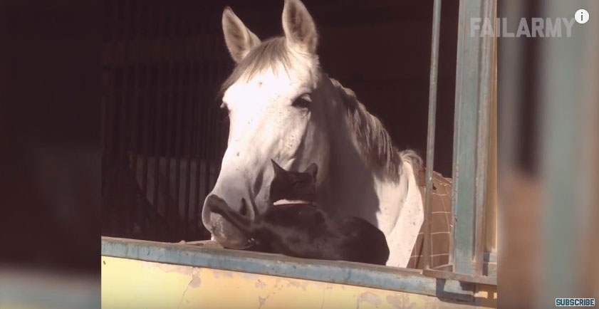 유튜브 영상 캡처, FailArmy