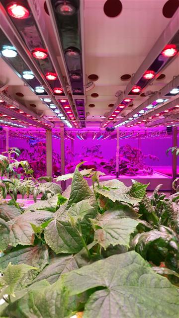 네덜란드 림뷔르흐주 펜로에 위치한 LED 조명 산학 연구소인 브라이트박스가 식물에 적색과 청색 LED 조명을 비추며 LED 광색에 따라 식물의 생장속도가 어떻게 달라지는지를 실험하고 있다.