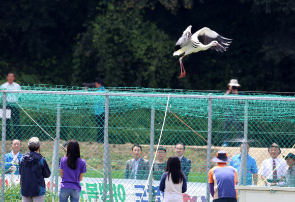 18일 충남 예산군 황새공원에서 황새 한 마리가 자연의 품으로 돌아갈 준비를 하고 있다. LG 제공