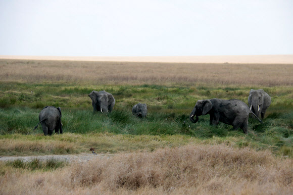 세렝게티 코끼리의 여유로운 한 때
