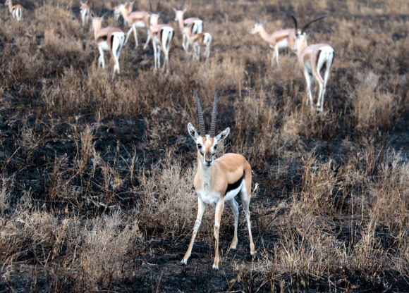 세렝게티 국립공원의 톰슨가젤