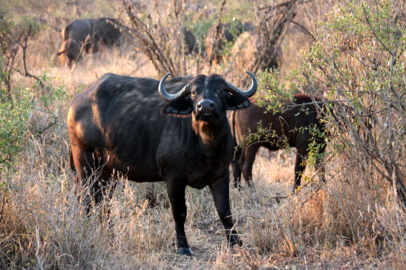 세렝게티 국립공원의 물소