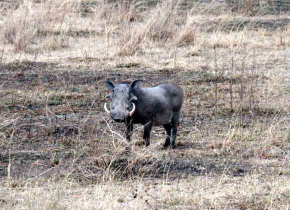 세렝게티 국립공원의 땅돼지