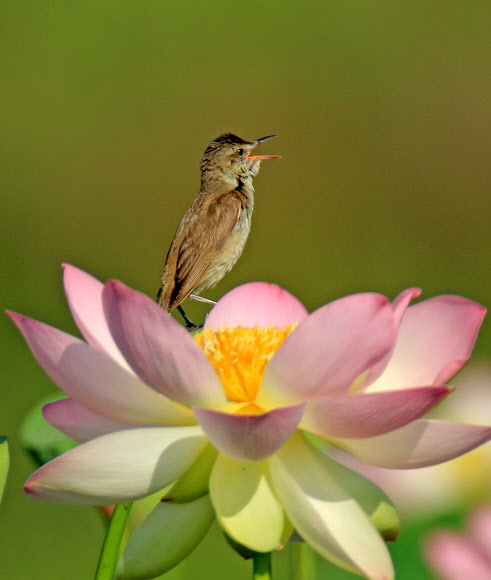 노래하는 ’개개비’