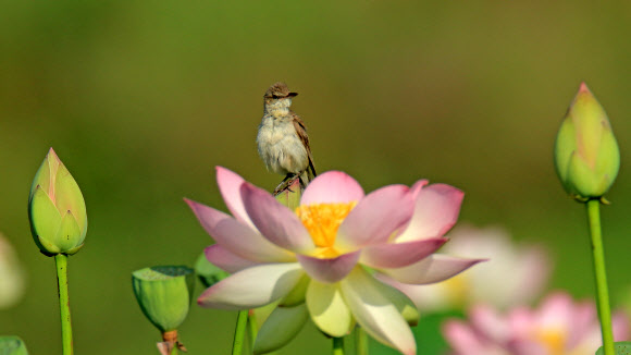 연꽃 위의 ’개개비’