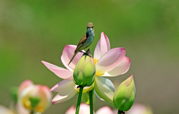 연꽃 위의 ’개개비’