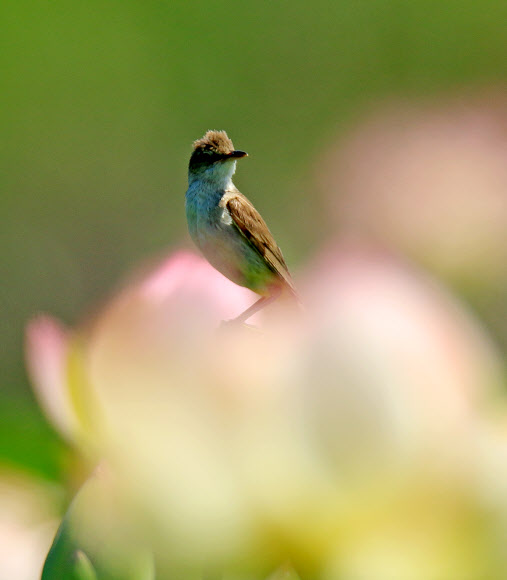 연꽃에 앉은 개개비