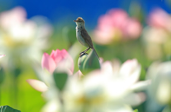 연꽃에 앉은 개개비