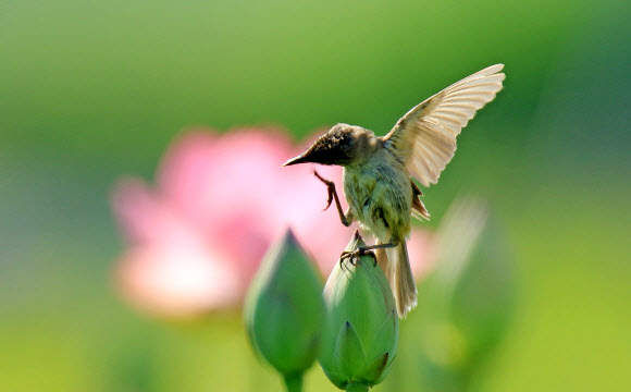 여름 전령사 개개비의 재롱