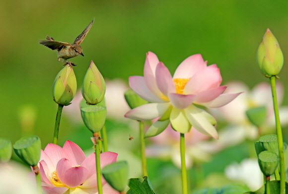 여름 전령사 개개비의 재롱