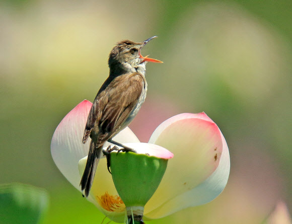 개개비의 사랑의 세레나데