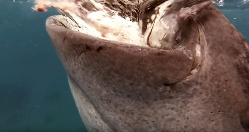 유튜브 영상 캡처, GoPro