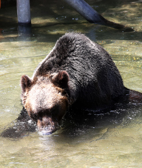 물놀이하는 불곰