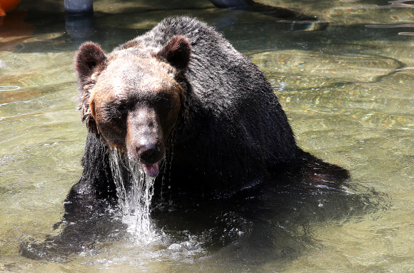 물놀이하는 불곰