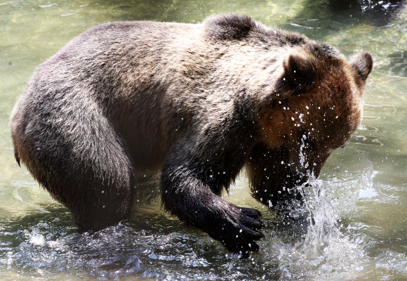 물놀이하는 불곰