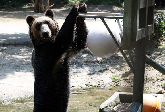 ’덩크슛으로 더위 날려’