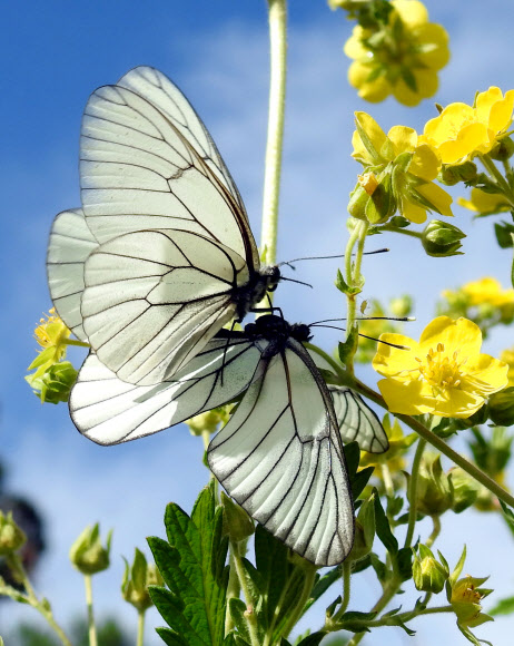 수컷이 암컷에게 ‘정조대’를 만드는 모시나비 사랑