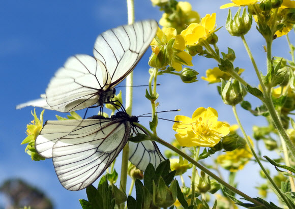 수컷이 암컷에게 ‘정조대’를 만드는 모시나비 사랑