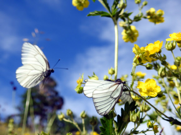 수컷이 암컷에게 ‘정조대’를 만드는 모시나비 사랑