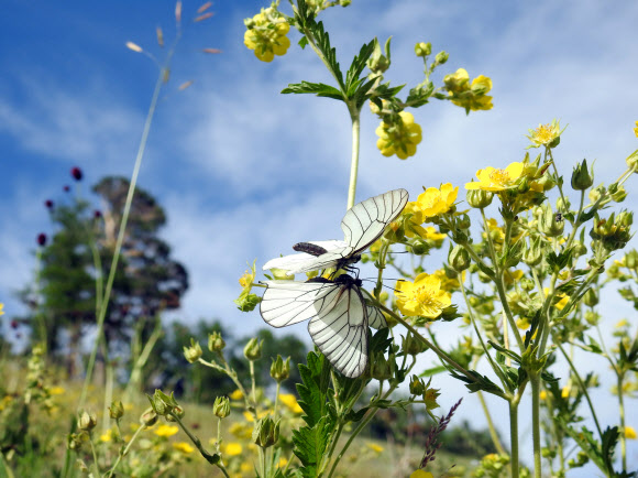 수컷이 암컷에게 ‘정조대’를 만드는 모시나비 사랑