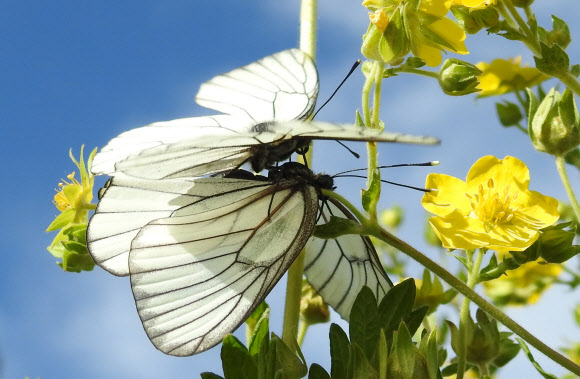 수컷이 암컷에게 ‘정조대’를 만드는 모시나비 사랑