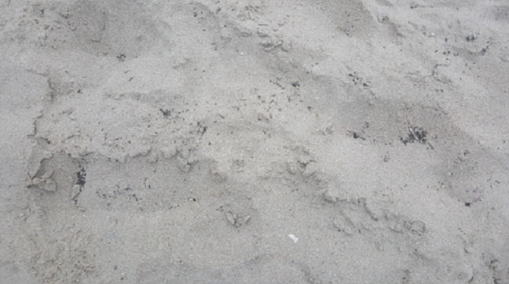 지난 25일 부산 광안리해수욕장에서 촬영한 죽은 날개미들. 부산 수영구 제공 