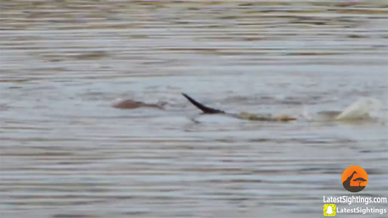 유튜브 영상 캡처, Kruger Sightings