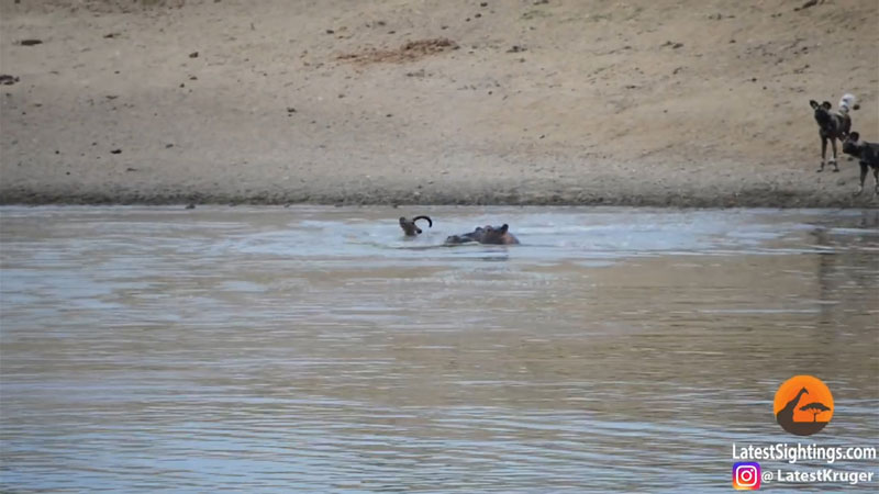 유튜브 영상 캡처, Kruger Sightings