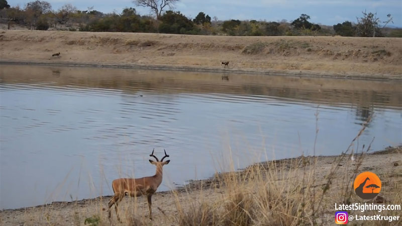 유튜브 영상 캡처, Kruger Sightings