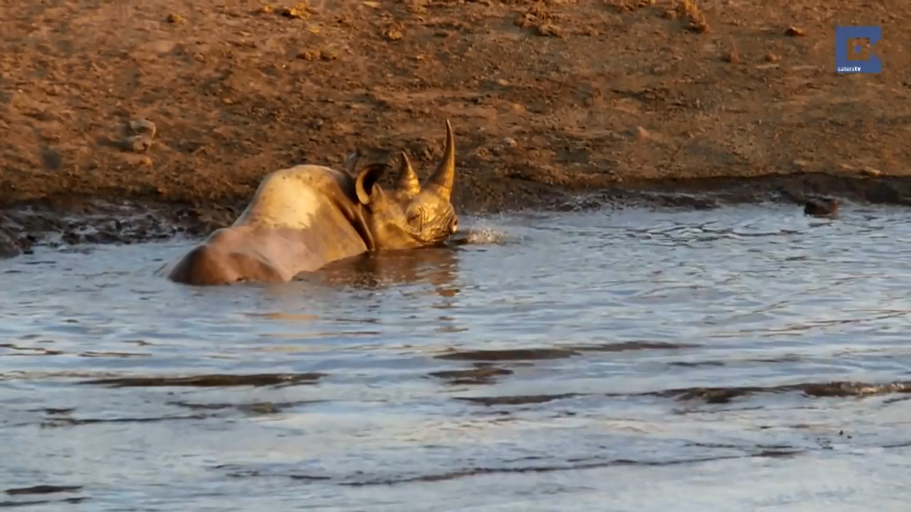 Rhino Surrounded By Lions 01