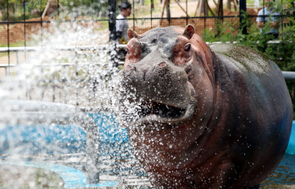 하마의 여름나기
