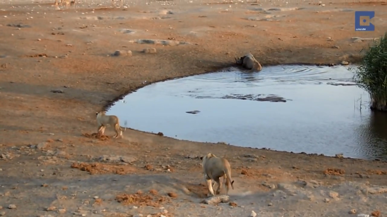 Rhino Surrounded By Lions 03