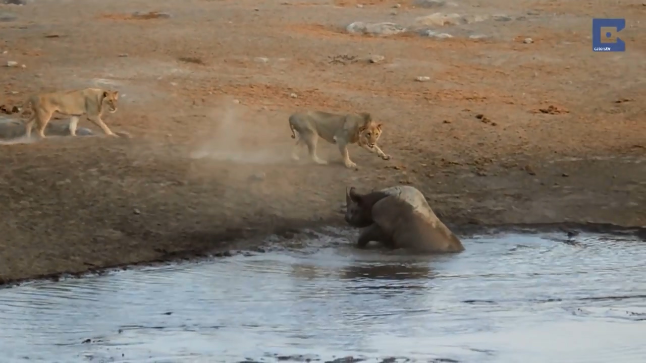 Rhino Surrounded By Lions 04