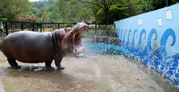 하마의 여름나기