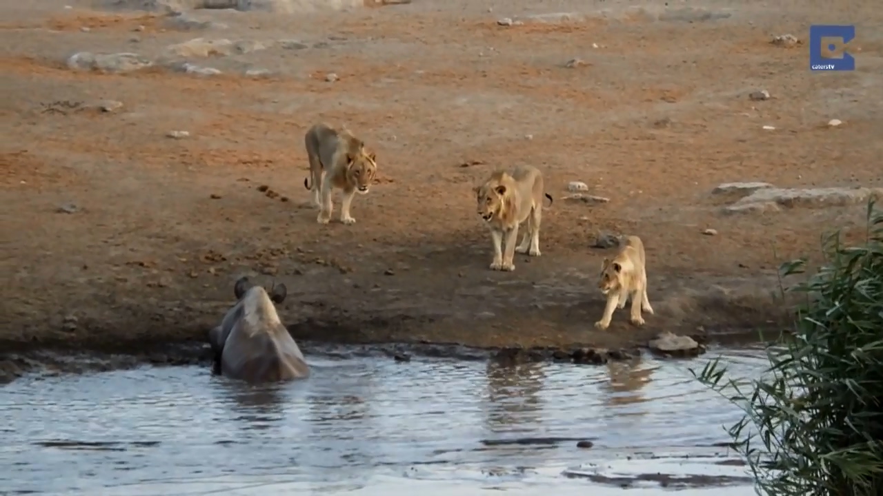 Rhino Surrounded By Lions 06