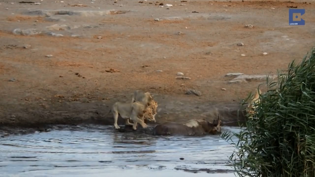 Rhino Surrounded By Lions 07