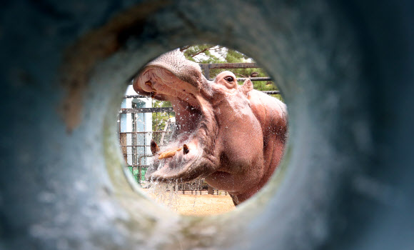 동물도 더위에 ’헥헥’