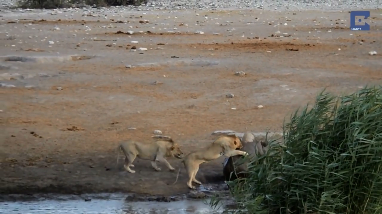 Rhino Surrounded By Lions 08