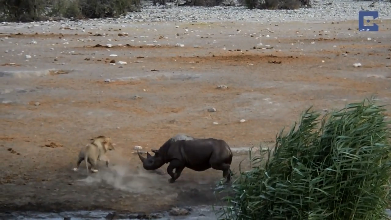 Rhino Surrounded By Lions 10
