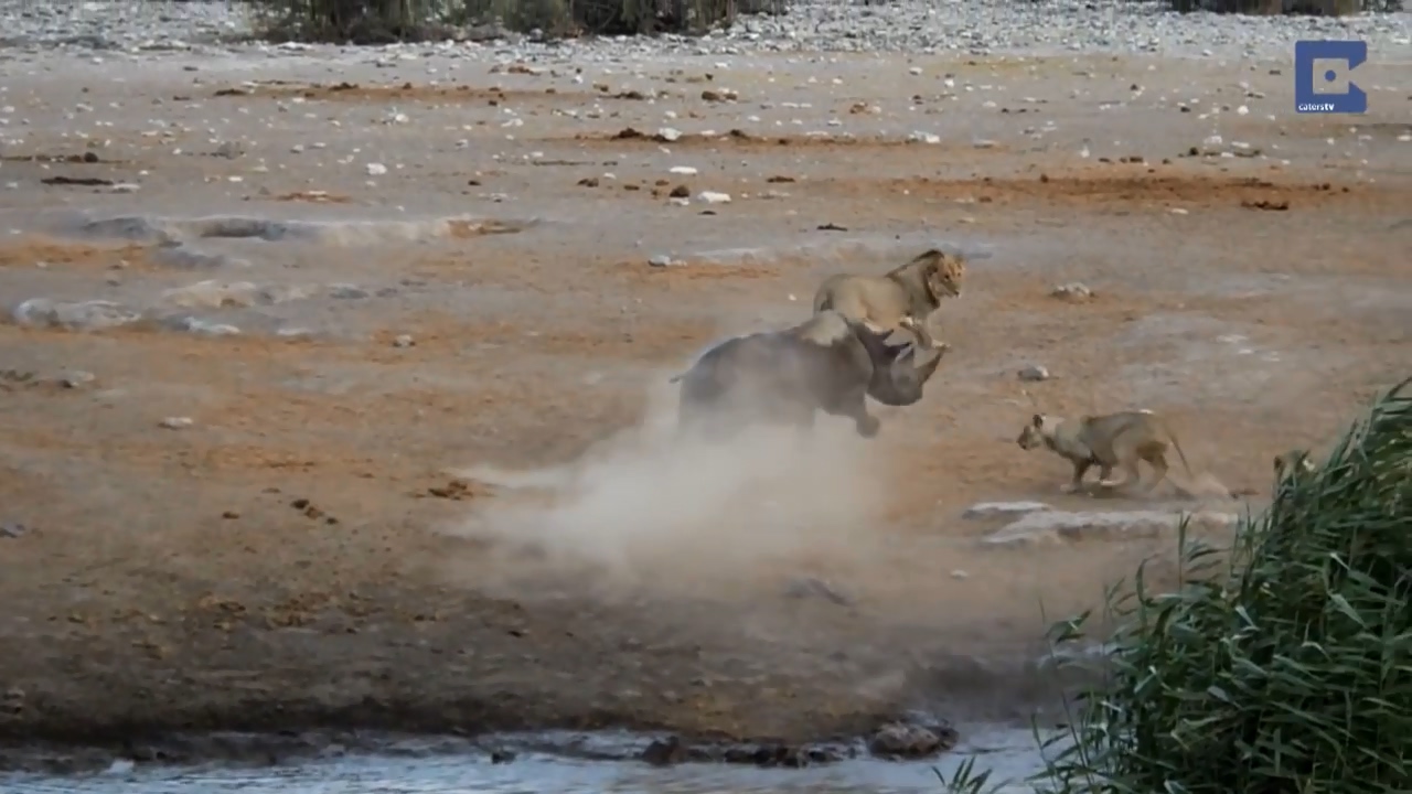 Rhino Surrounded By Lions 11