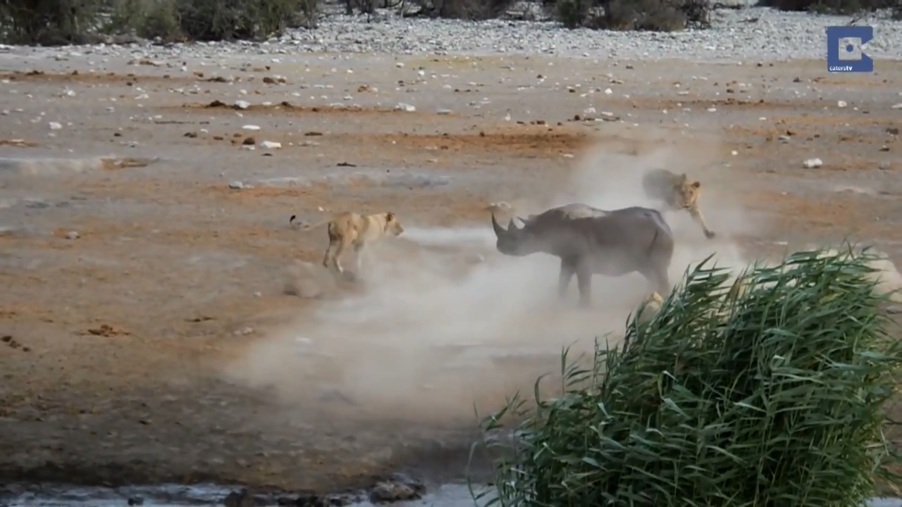 Rhino Surrounded By Lions 12