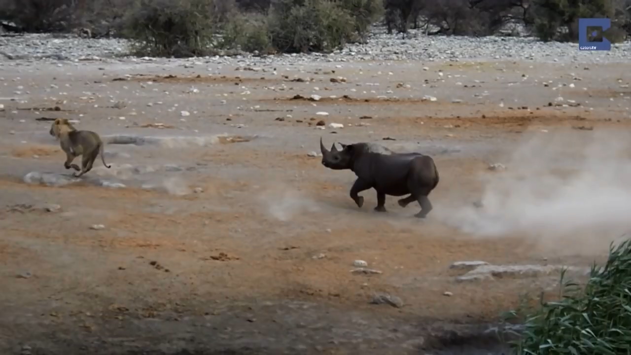 Rhino Surrounded By Lions 13