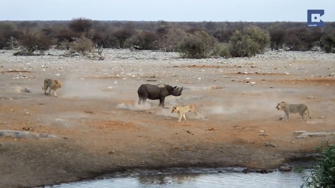 Rhino Surrounded By Lions 14