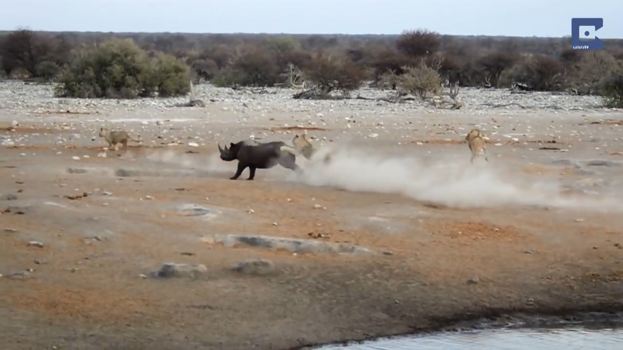 Rhino Surrounded By Lions 15
