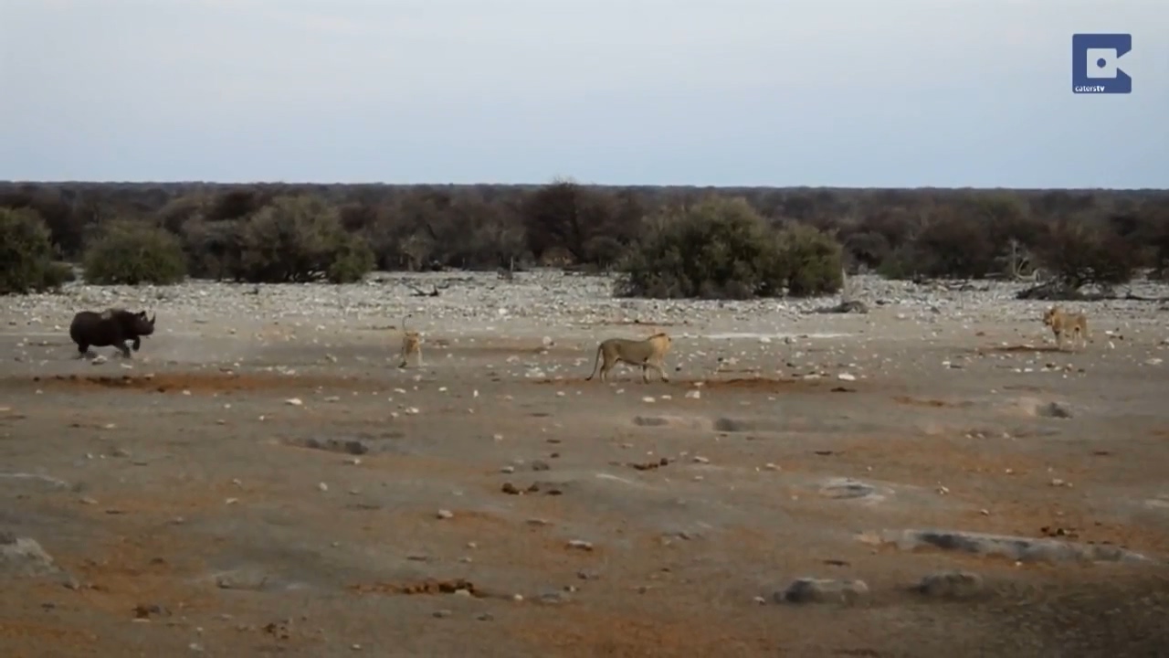 Rhino Surrounded By Lions 16