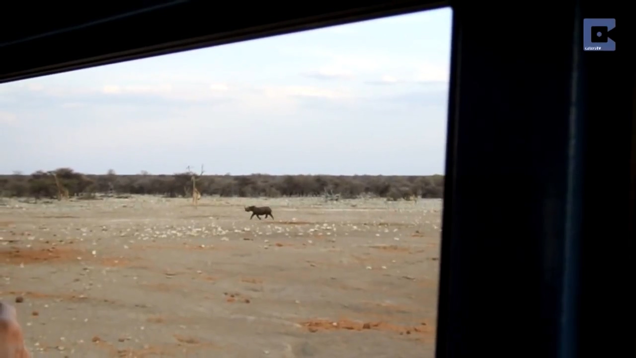 Rhino Surrounded By Lions 17
